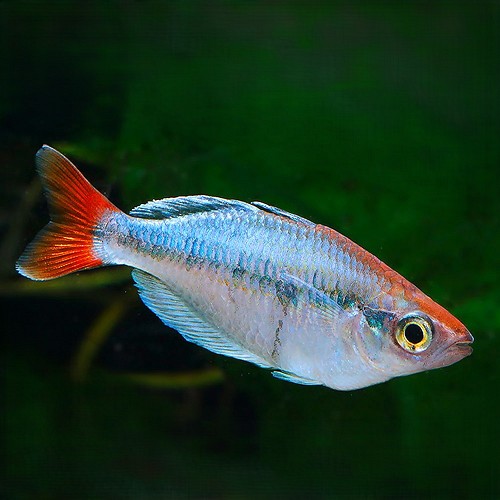 Melanotaenia sp.Kali Tawa